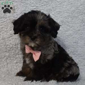 Riley, Forever Puppy